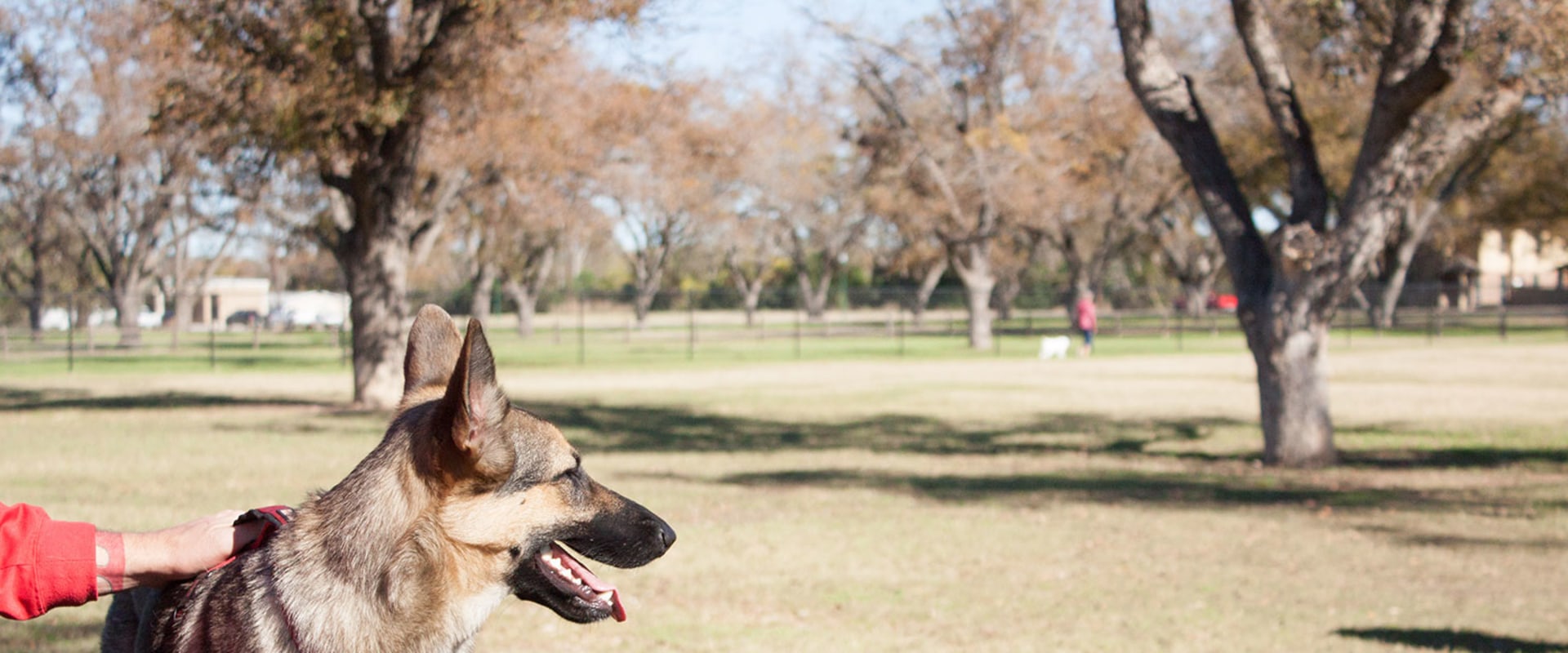The Importance of Understanding Pet Ownership Regulations in Georgetown, TX